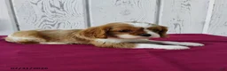 Cavalier King Charles Spaniel dogs for sale: Roscoe - Ad 3