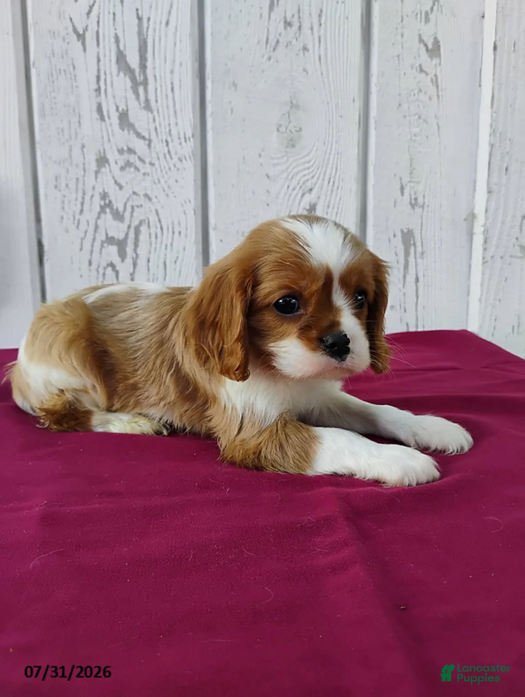 Cavalier King Charles Spaniel dogs for sale: Roscoe - Ad 3
