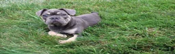 French Bulldog dogs for sale: Linda - Ad 2