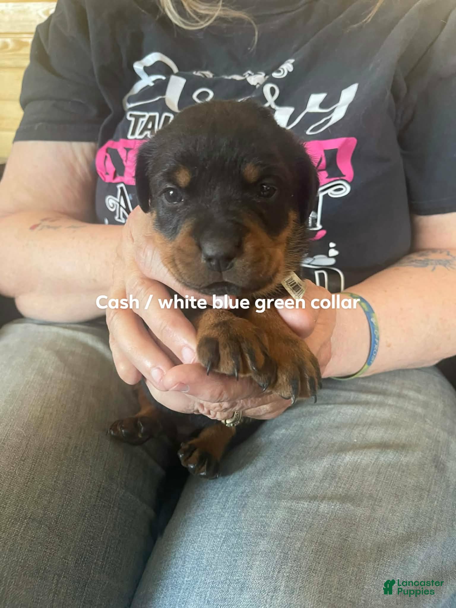 Rottweiler dogs Rottweiler Puppy 3 Cash - Ad 1