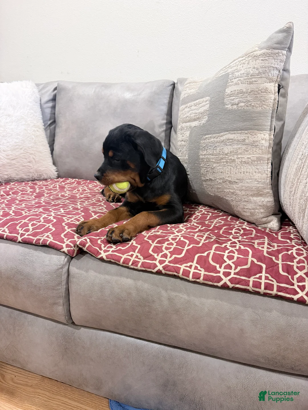 Rottweiler dogs for sale: Blue collar, girl - Ad 1