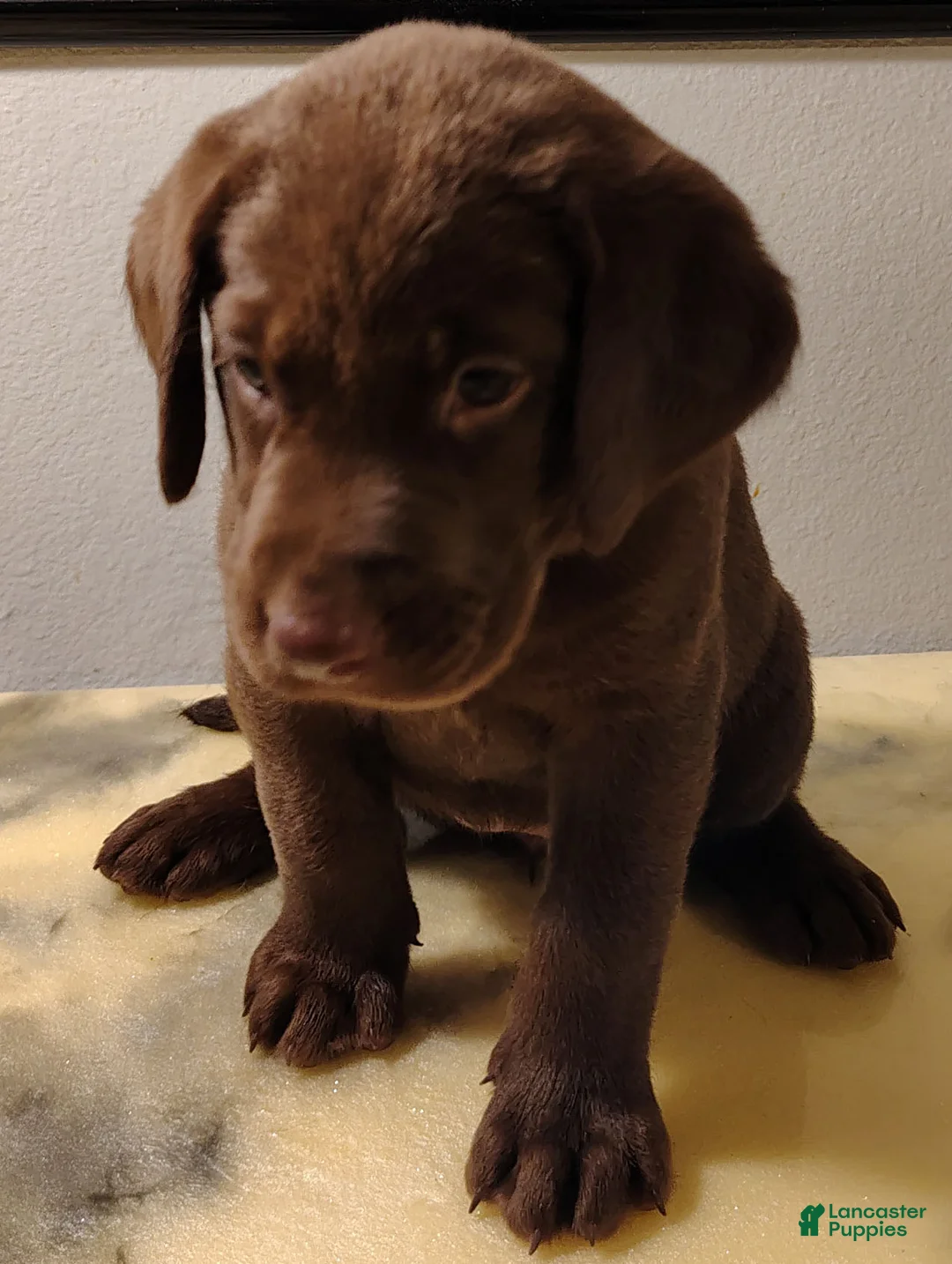 Labrador Retriever dogs for sale: Rosie just recently found a home - Ad 1