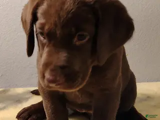 Labrador Retriever dogs Rosie just recently found a home - Ad 10