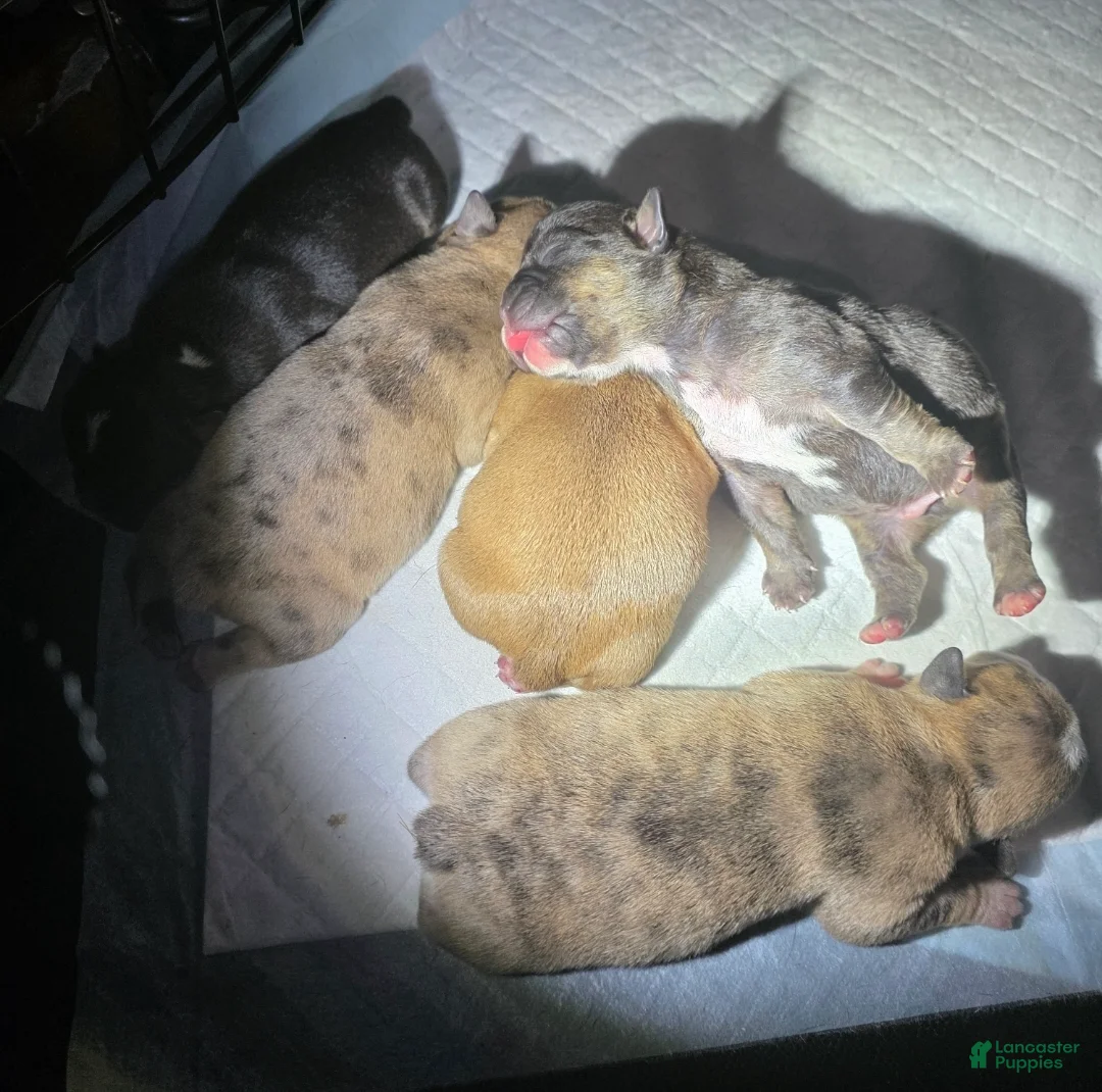 French Bulldog dogs for sale: French Bulldog Puppy 5 - Ad 2