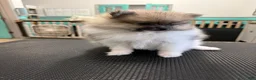 Pomeranian dogs for sale: Mezi - Ad 3