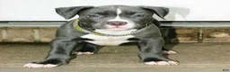 American Bully dogs for sale: "AALIYAH" BLUE NOSE / BLUE EYES - Ad 5