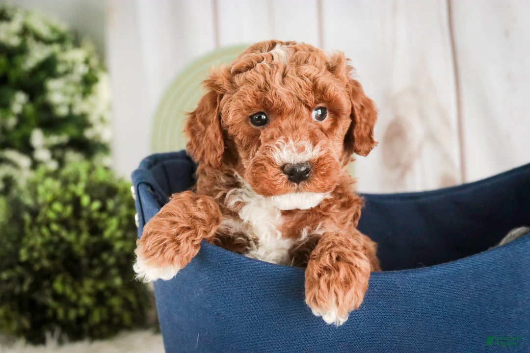Miniature Poodle dogs for sale: Jasper - Ad 6