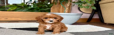 Cavapoo female pup 2