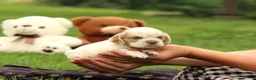 Cocker Spaniel dogs for sale: Sequoia - Ad 6