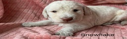 Labradoodle dogs for sale: Snowflake - Ad 22
