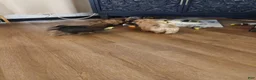 Shorkie dogs for sale: Shorkie Puppy 1 - Ad 4
