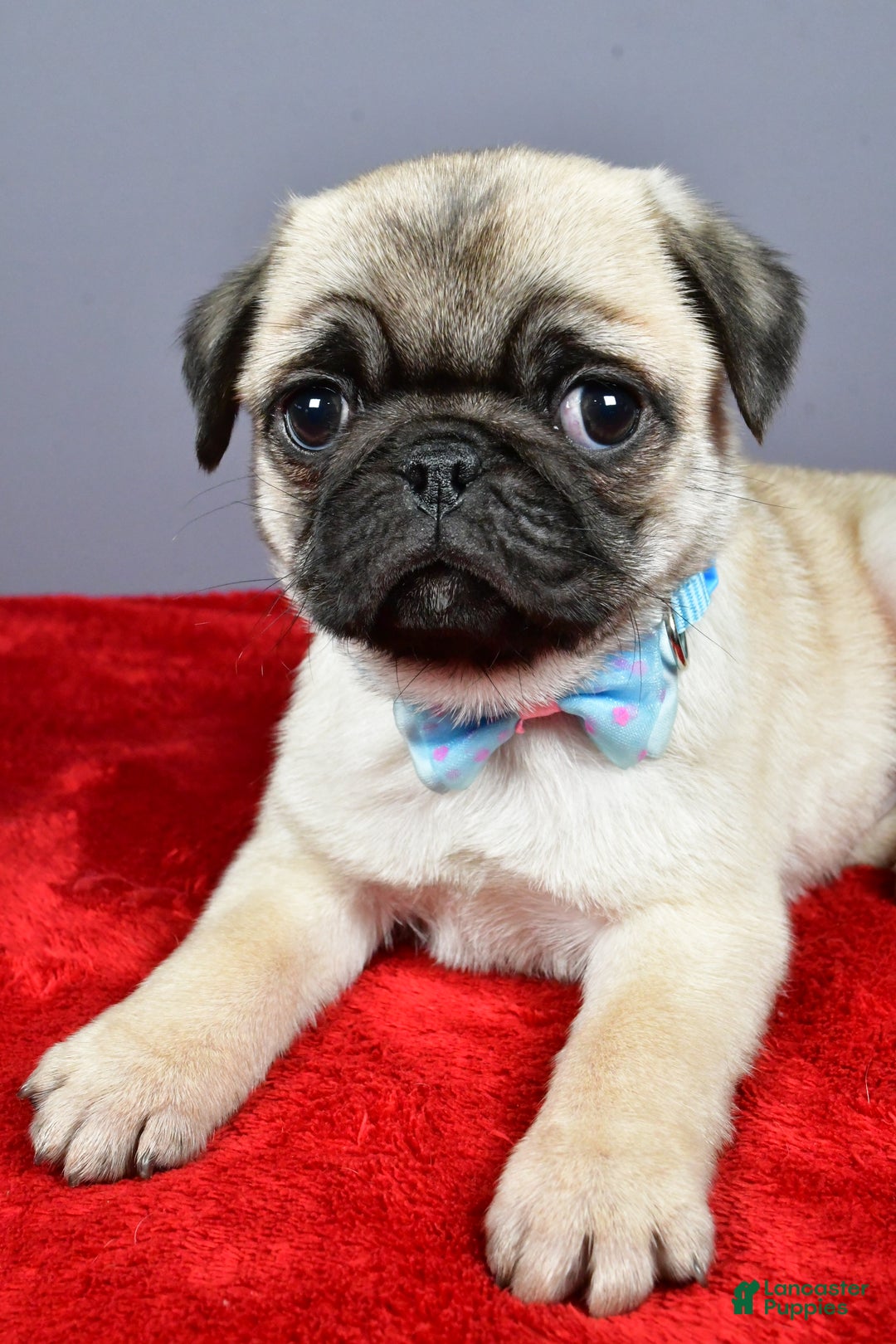 Pug dogs for sale: Toby - Ad 3