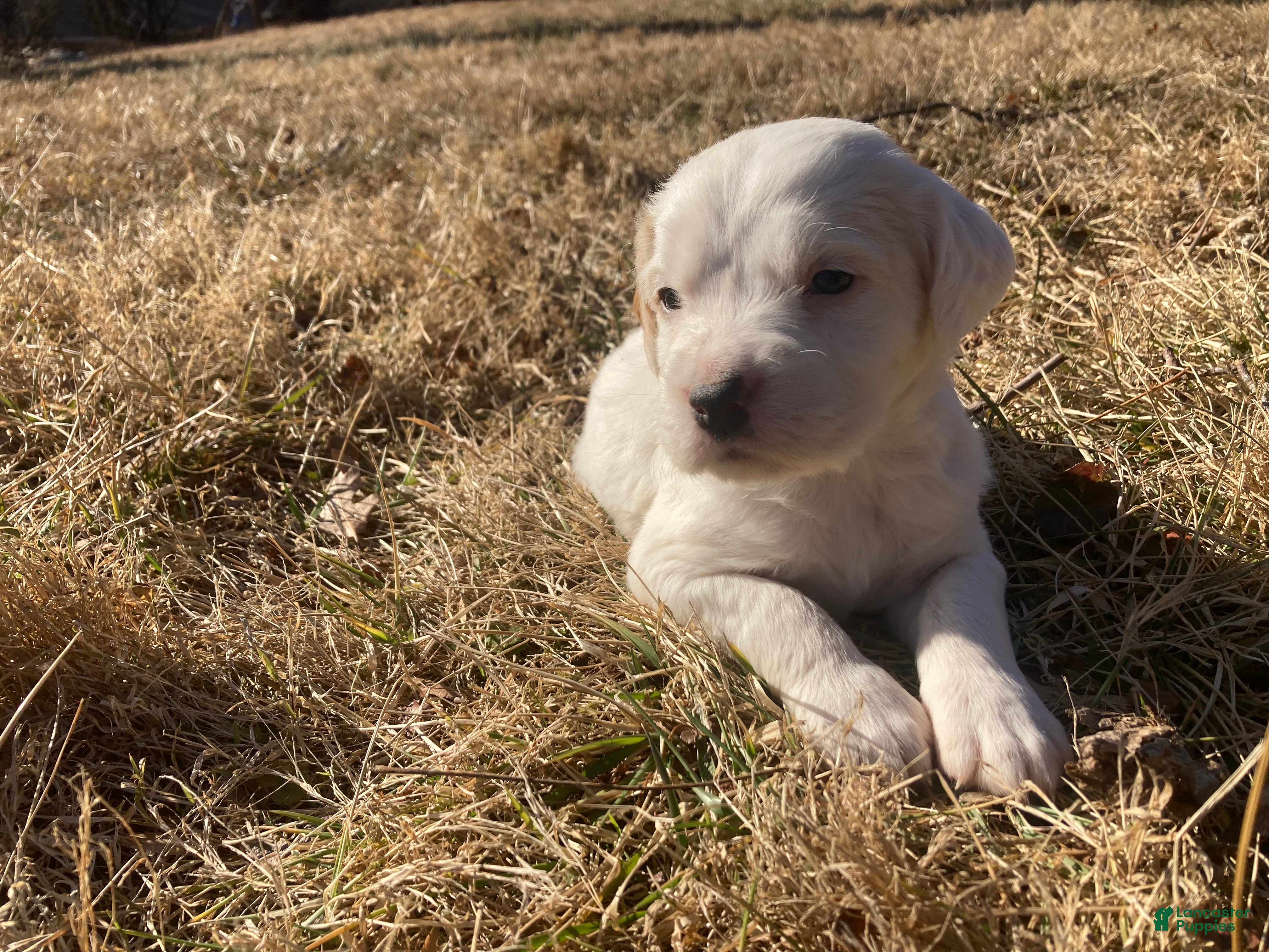 English Setter dogs Little Joe  - Ad 2