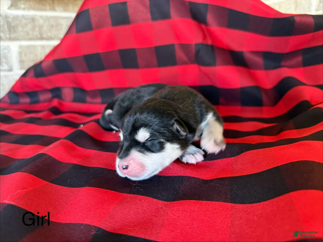 Alaskan Malamute dogs for sale: Alaskan Malamute Puppy 7 - Ad 2