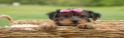 Yorkshire Terrier dogs for sale:  Betsy 🐶 - Ad 13