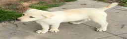 Mixed Breed dogs for sale: Mixed Breed 4 - Ad 7