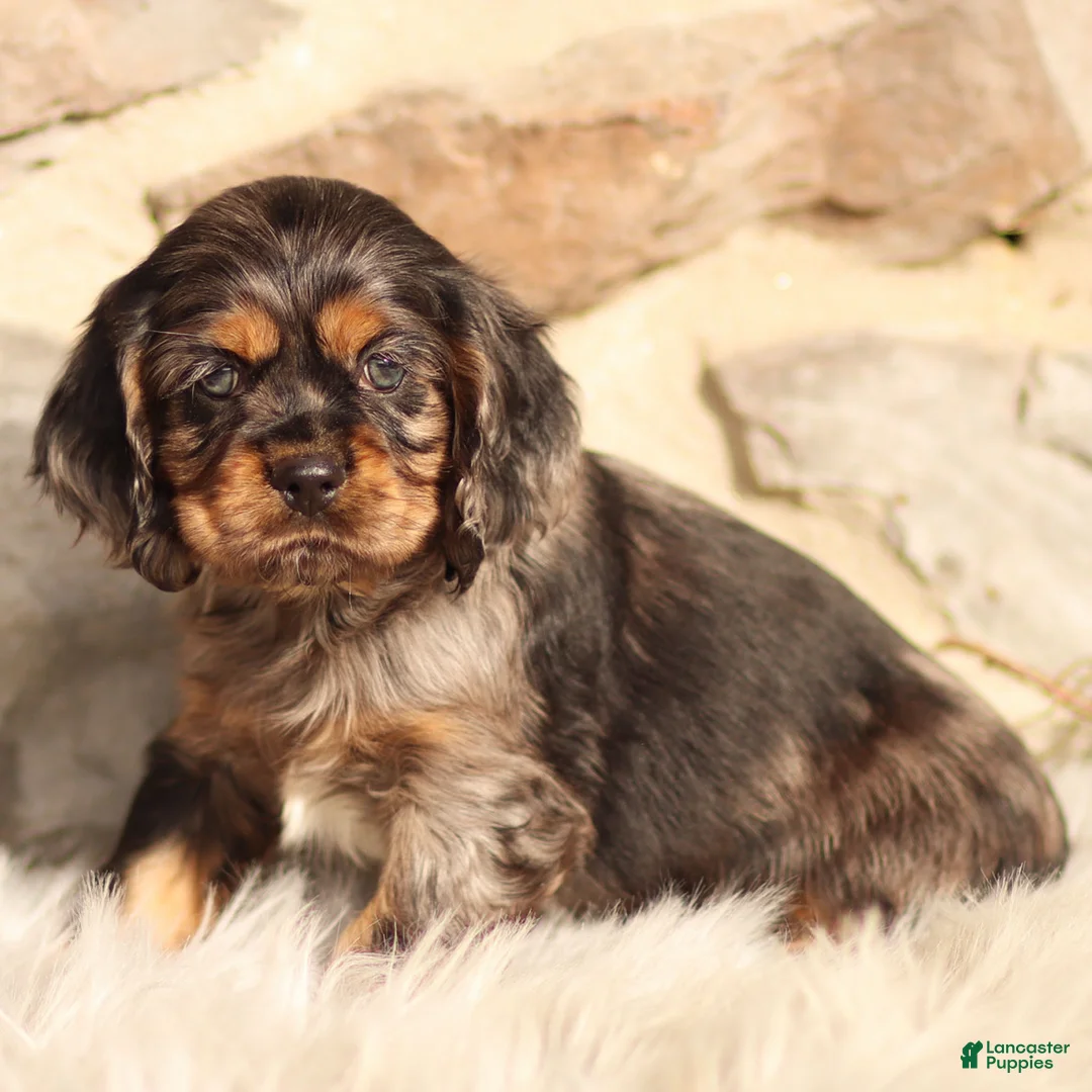 Cocker Spaniel dogs for sale: Dash - Ad 2
