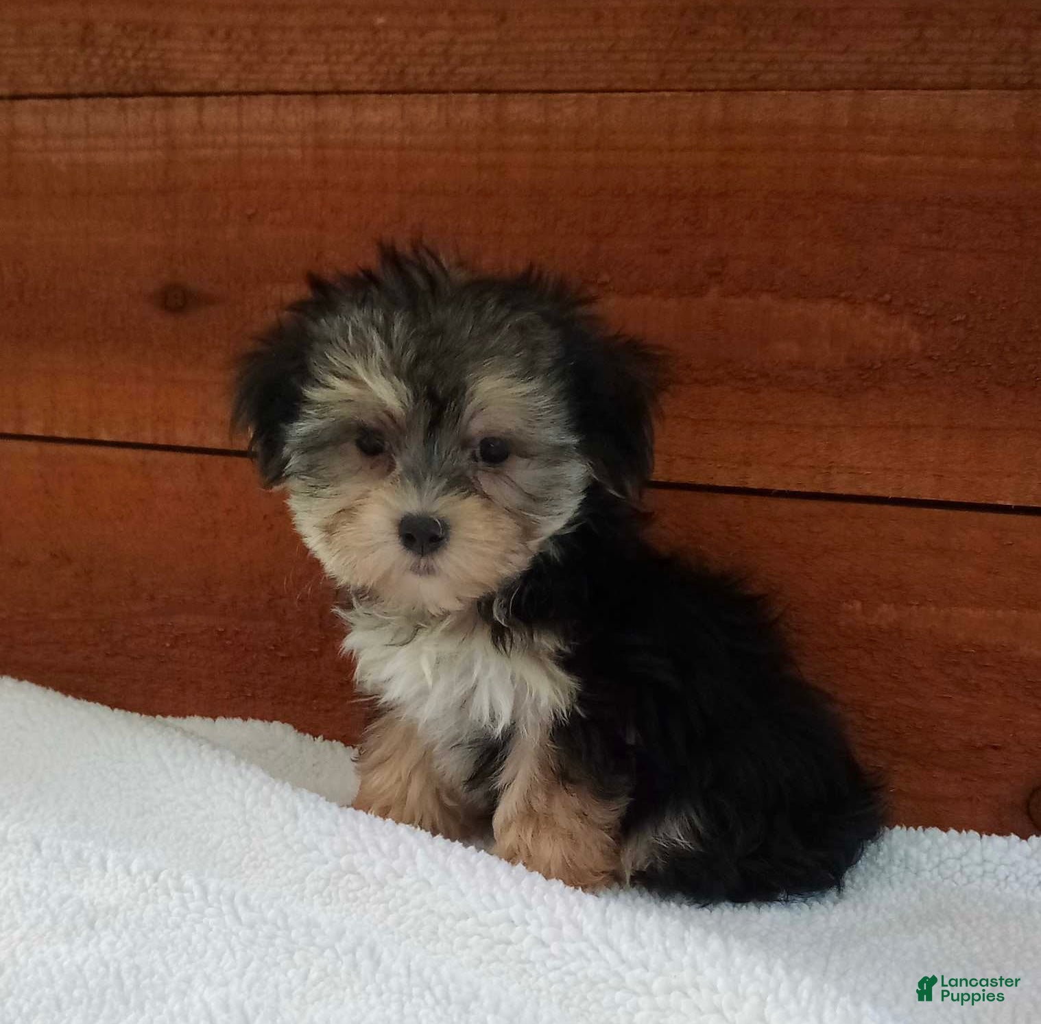 Morkie dogs Penny - Ad 1
