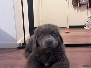 Newfoundland dogs - Ad 8