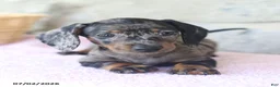 Miniature Dachshund dogs for sale: Carson - Ad 4