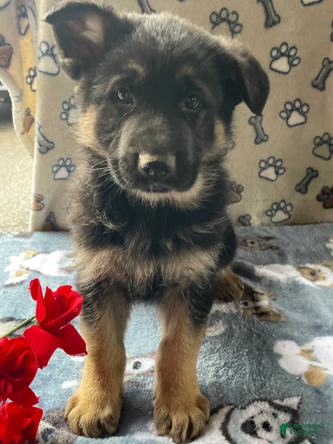 German Shepherd dogs for sale: Luke - Ad 1