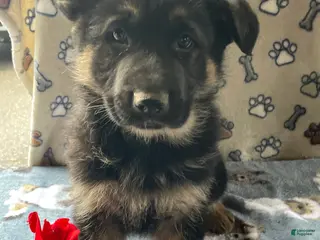 German Shepherd dogs Luke - Ad 10