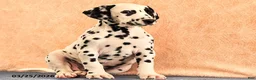 Dalmatian dogs for sale: Andy - Ad 5