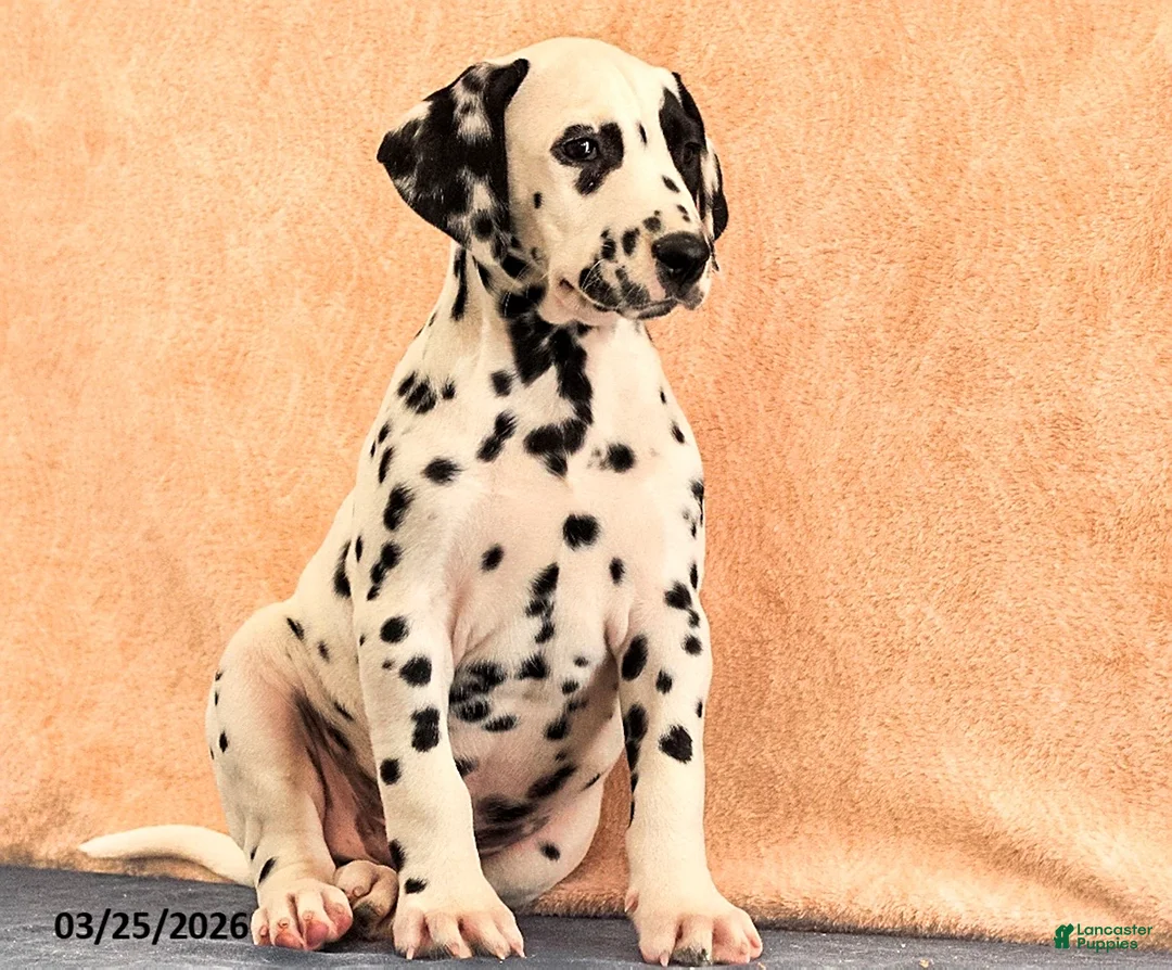 Dalmatian dogs for sale: Andy - Ad 5