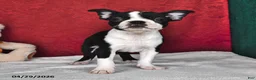 Boston Terrier dogs for sale: Polly - Ad 3