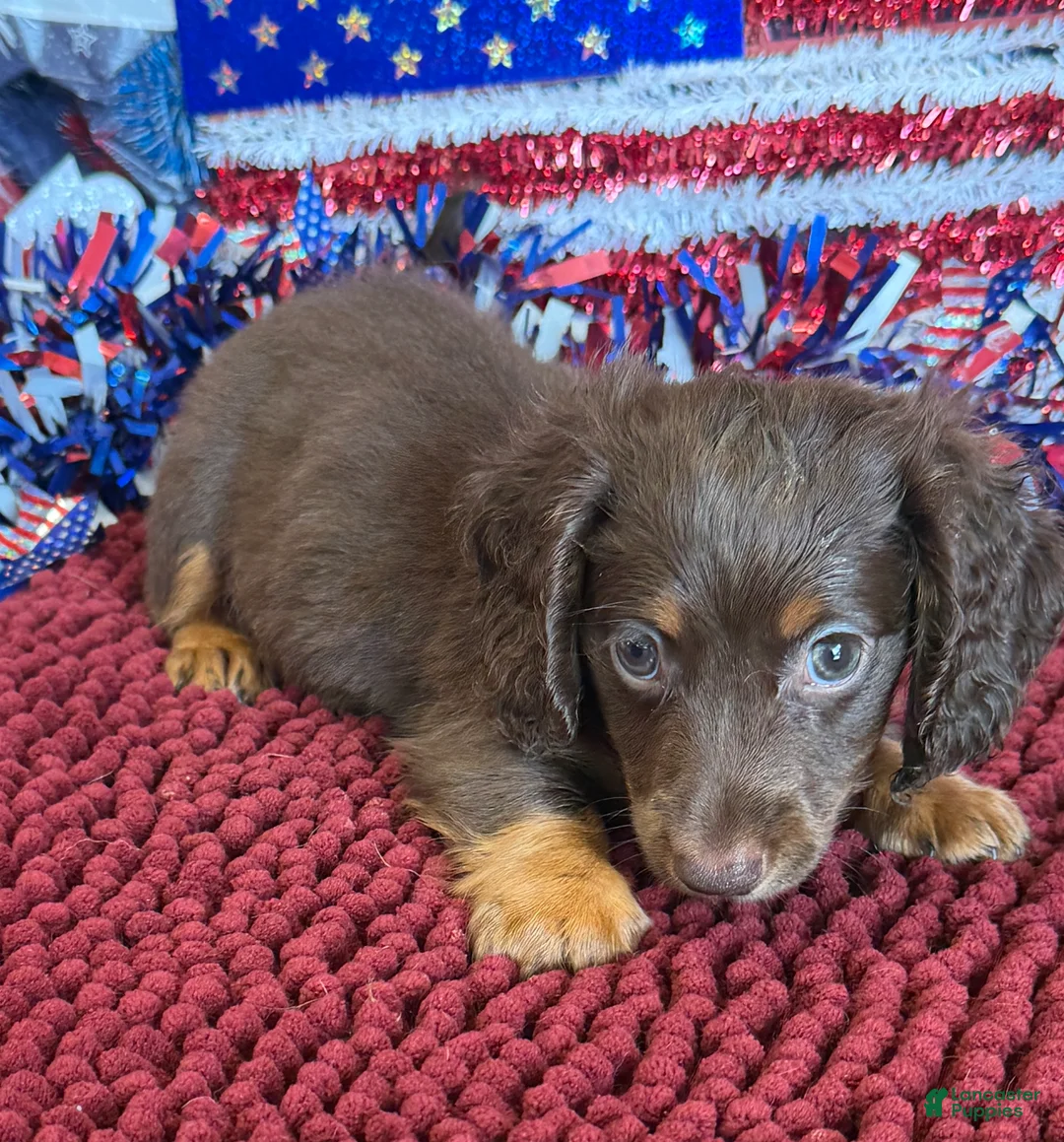 Miniature Dachshund dogs for sale: Wilson - Ad 2