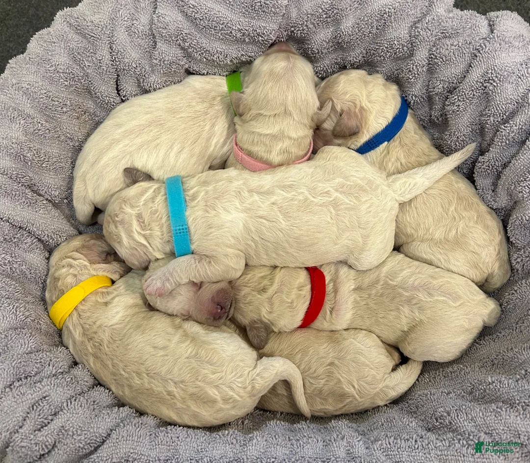 Goldendoodle dogs for sale: Blue Female Goldendoodle  - Ad 13