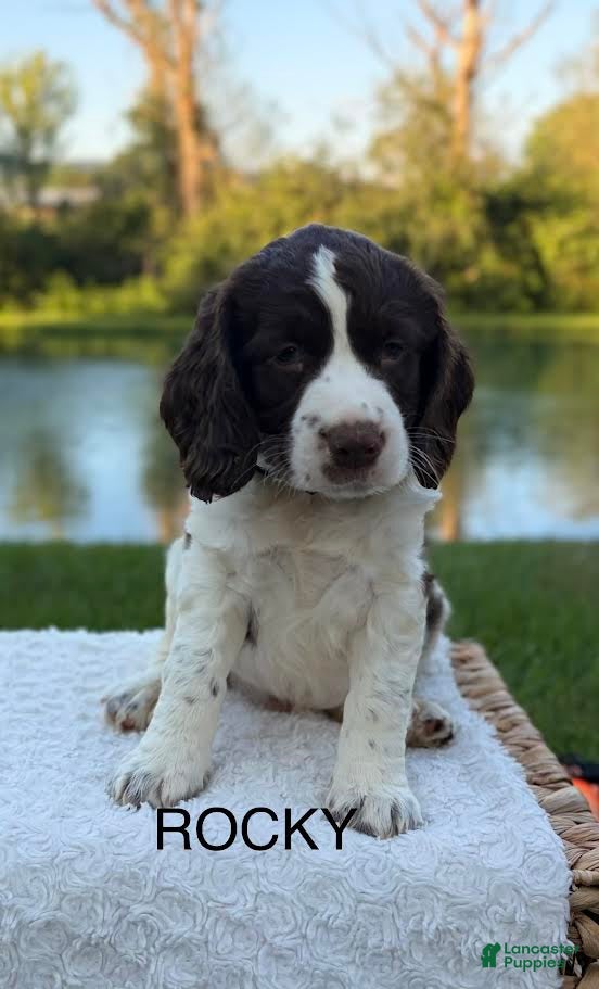English Springer Spaniel dogs Rocky - Ad 2