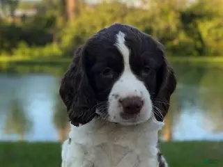 English Springer Spaniel dogs Rocky - Ad 2
