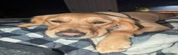 Golden Retriever dogs for sale: Golden Retriever 1 - Ad 19