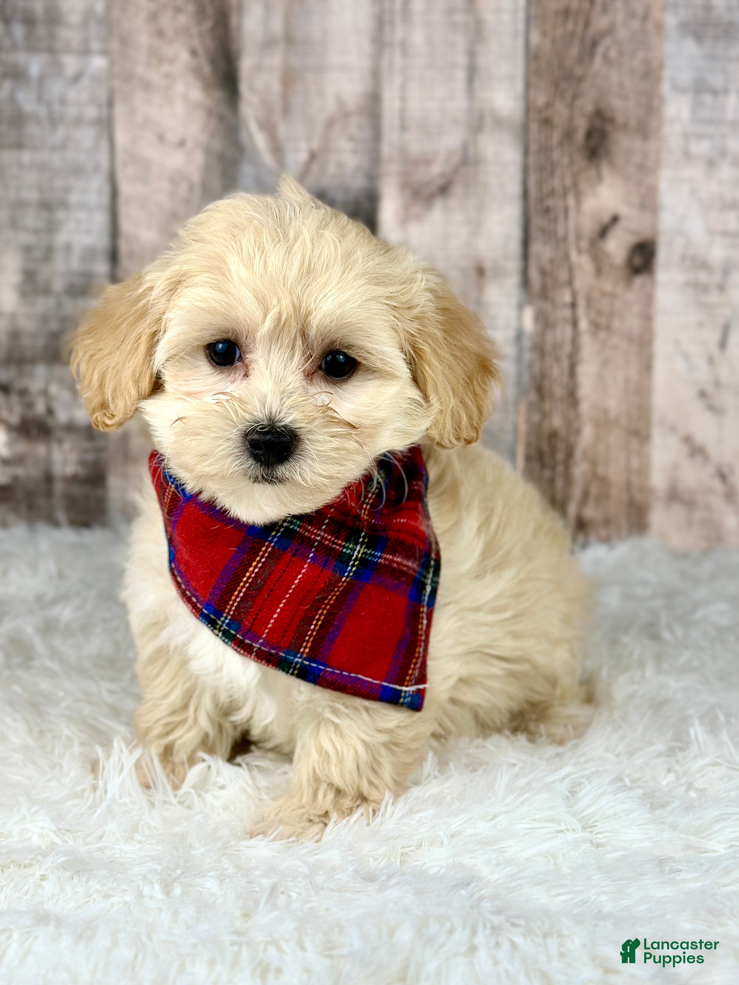 Maltipoo dogs Girl Abby - 0006 - Ad 29
