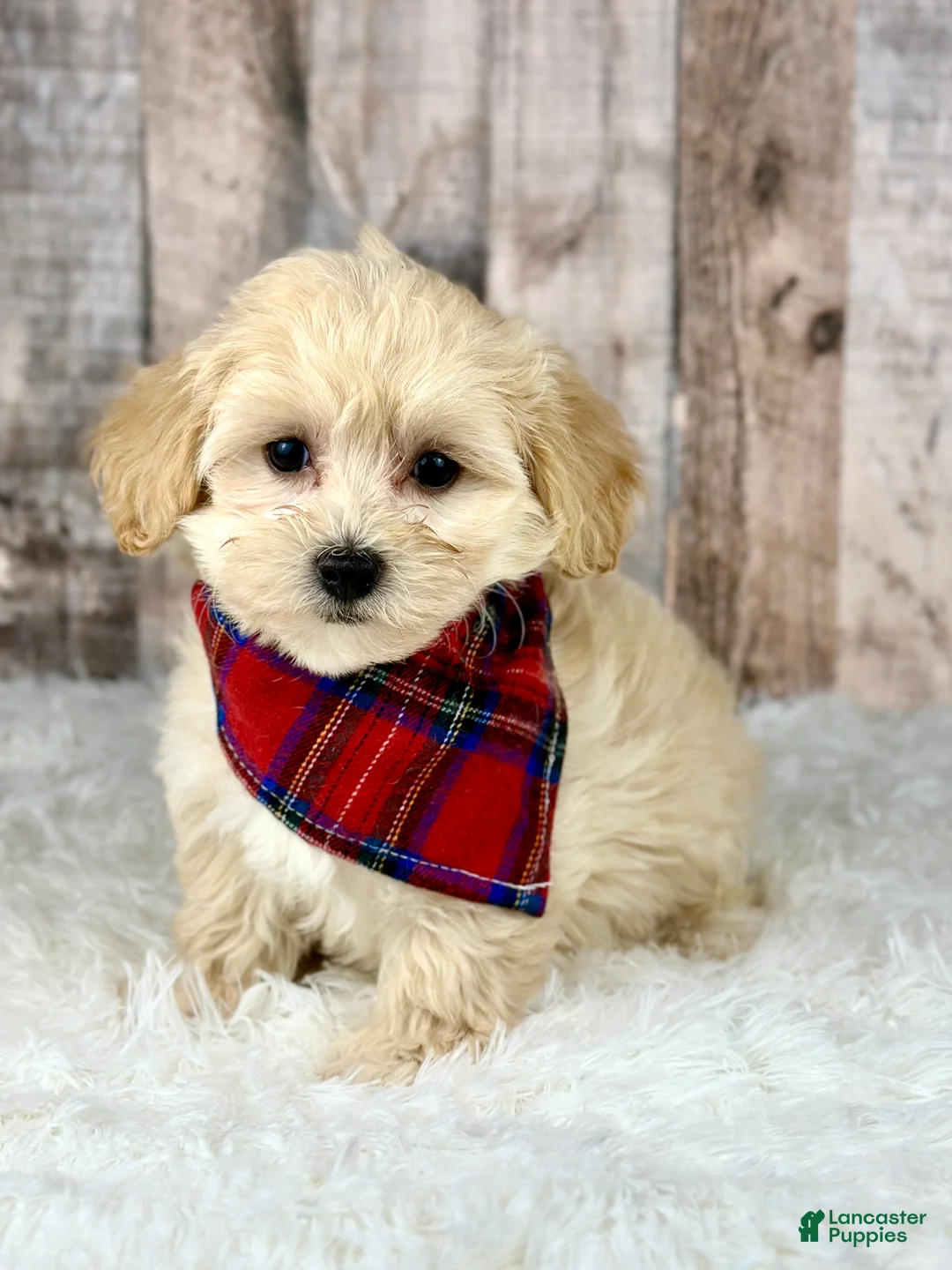 Maltipoo dogs for sale: Girl Abby - 0006 - Ad 1