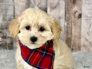Maltipoo dogs Girl Abby - 0006 - Ad 41