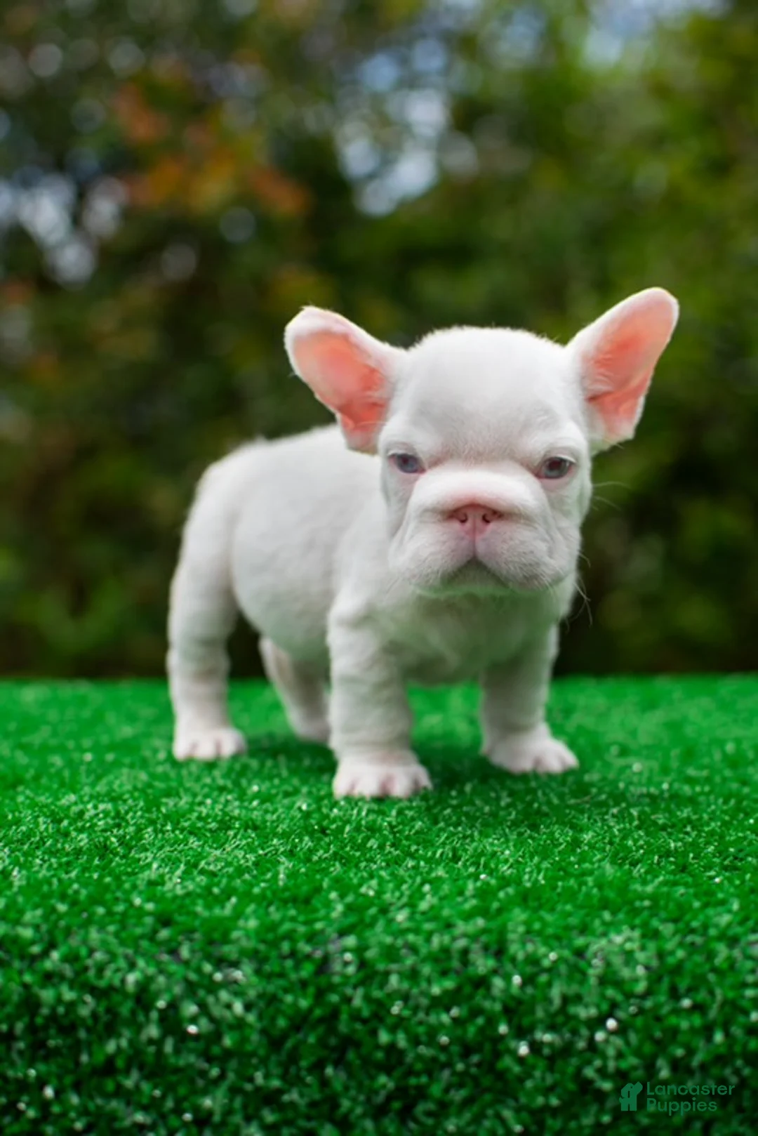 French Bulldog dogs for sale: “ASAP” Rare PINK Big Rope Fluffy Carrier in LA-USA Delivery & Financing! - Ad 2