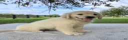 Golden Retriever dogs for sale: Gus - Ad 3