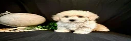 Lhasapoo dogs for sale: Hudson - Ad 6