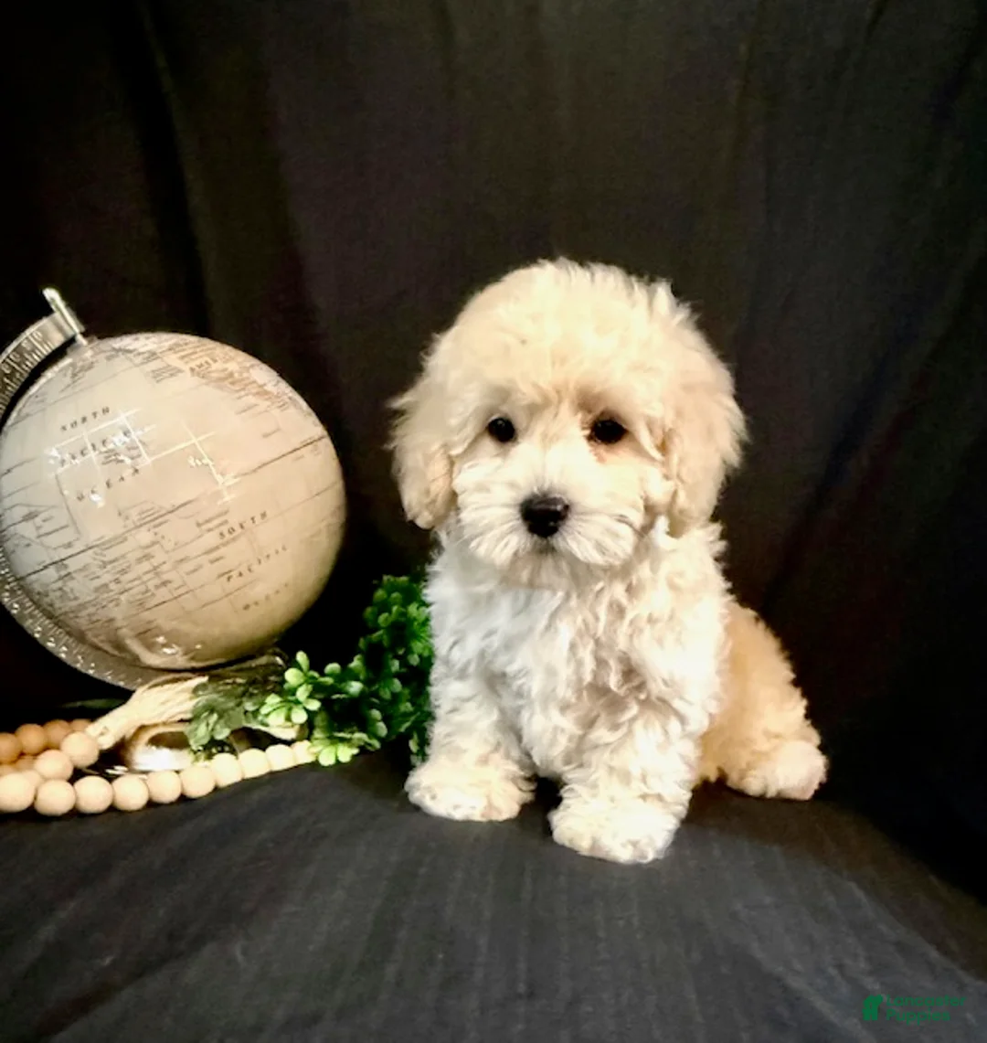 Lhasapoo dogs for sale: Hudson - Ad 6