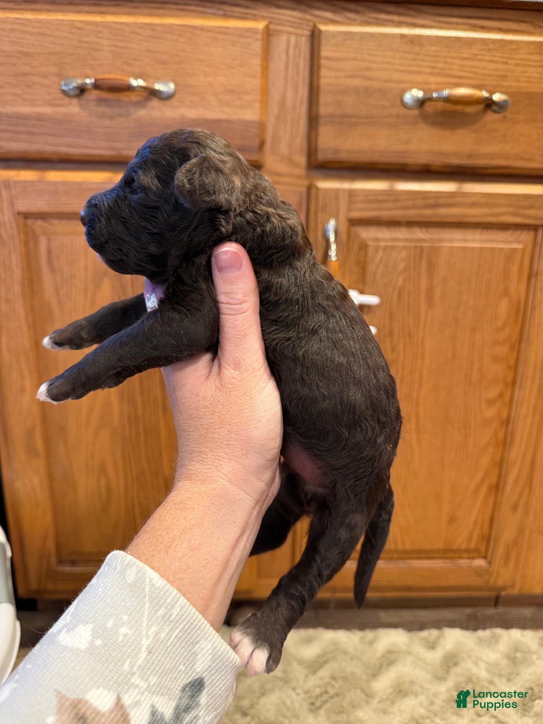 Goldendoodle dogs for sale: Mikey - Ad 6