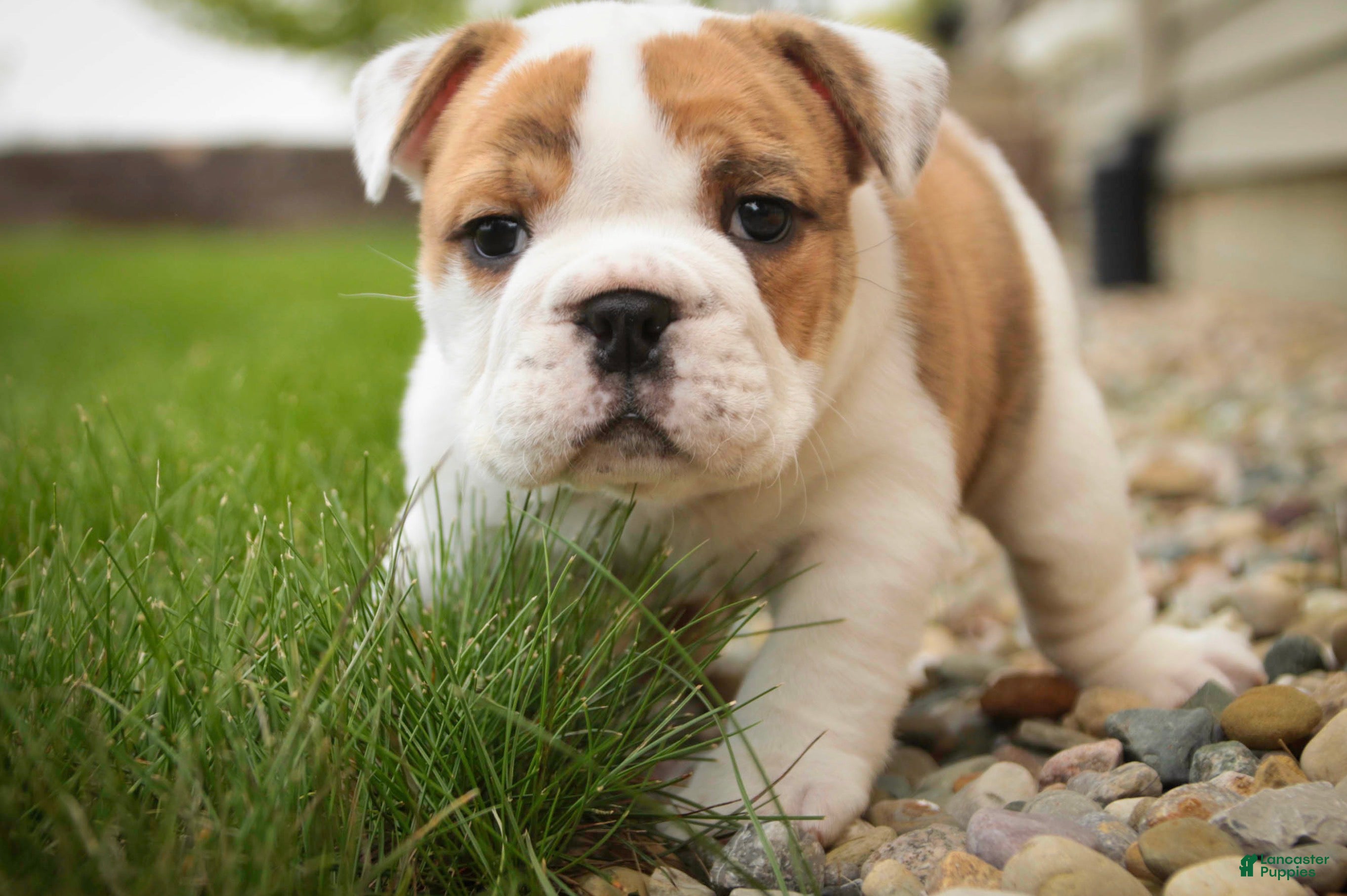 English Bulldog dogs Ottis English Bulldog Puppy  - Ad 2