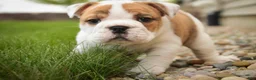 English Bulldog dogs for sale: Ottis English Bulldog Puppy  - Ad 5