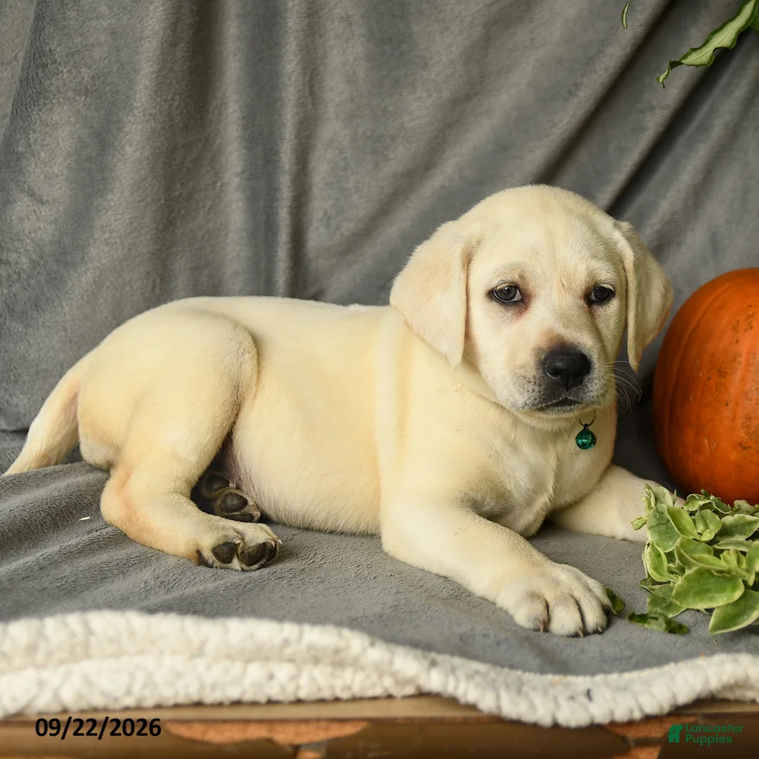 Labrador Retriever dogs for sale: Dina - Ad 2