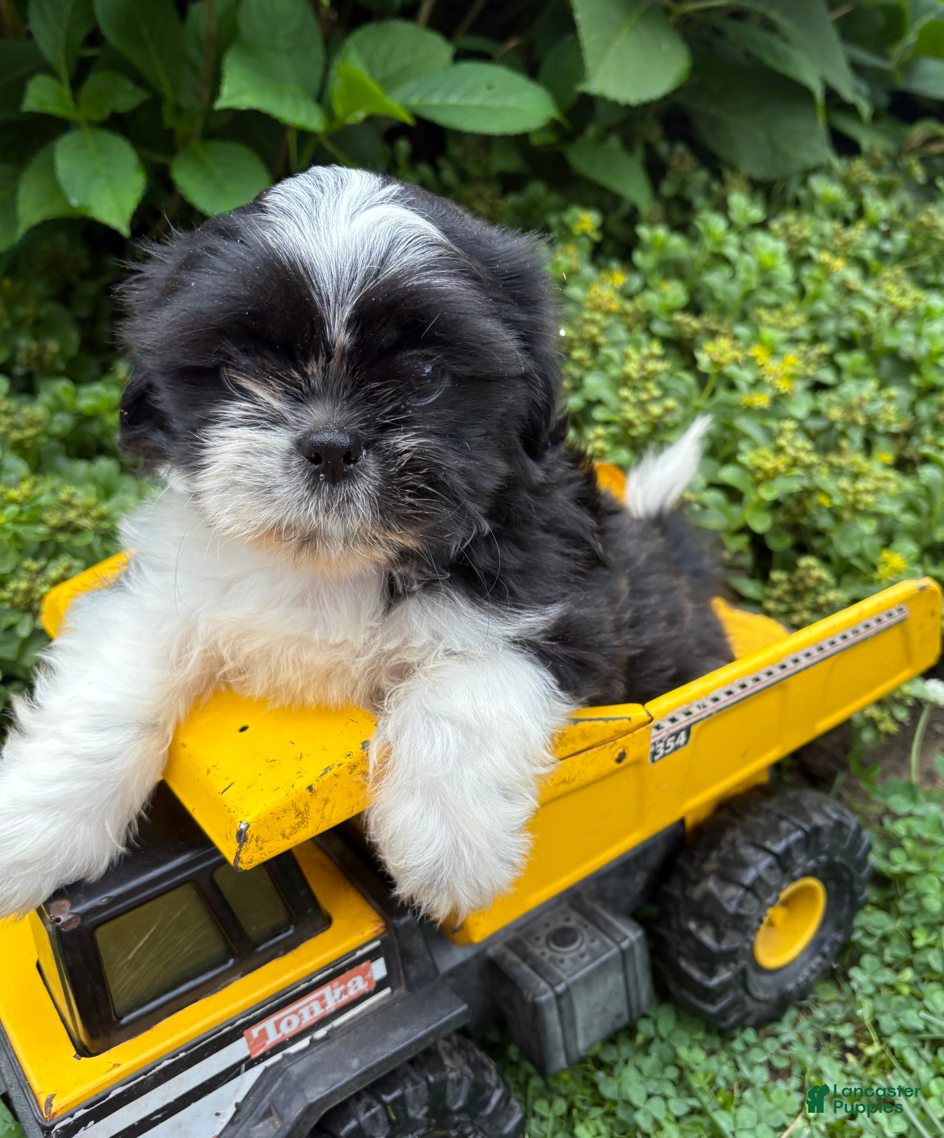Shih Tzu dogs Balto - Ad 1