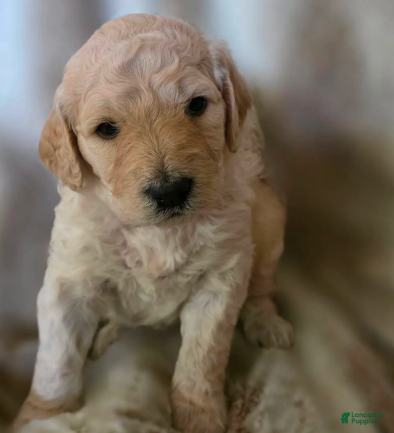 Goldendoodle dogs Honey - Ad 21