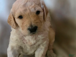 Goldendoodle dogs Honey - Ad 29