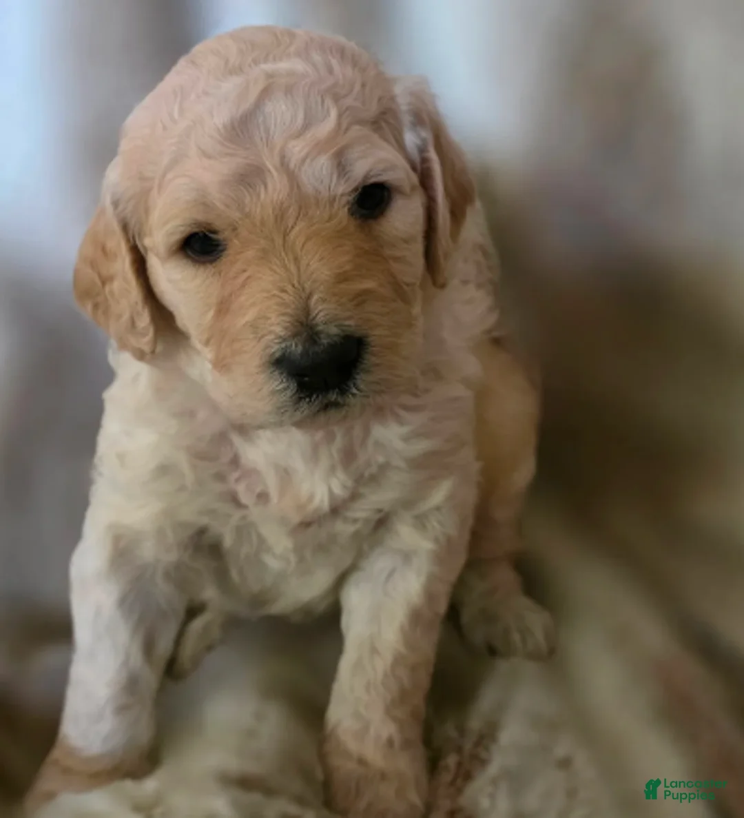 Goldendoodle dogs for sale: Honey - Ad 1