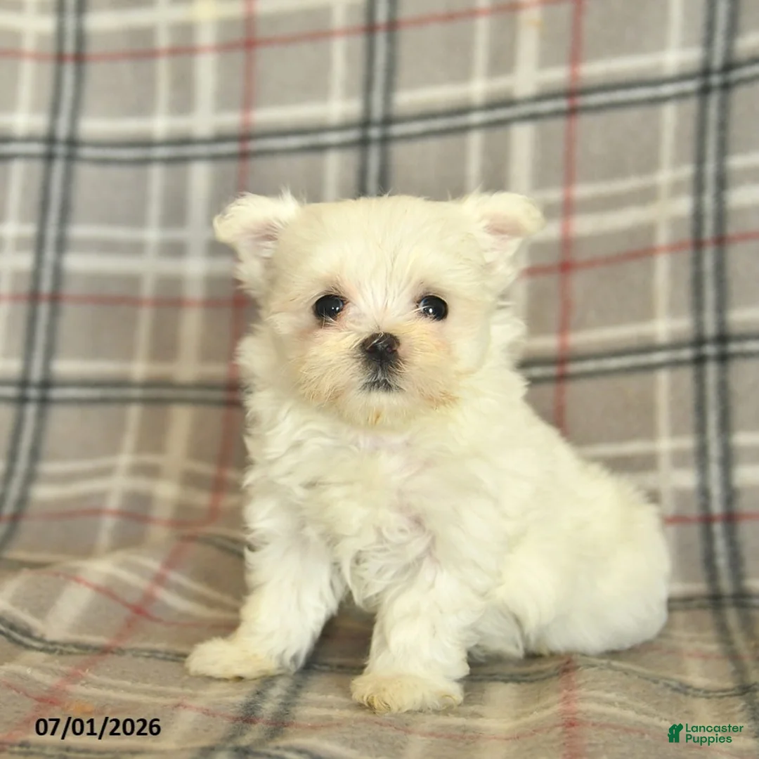 Maltese dogs for sale: Ruby  - Ad 1